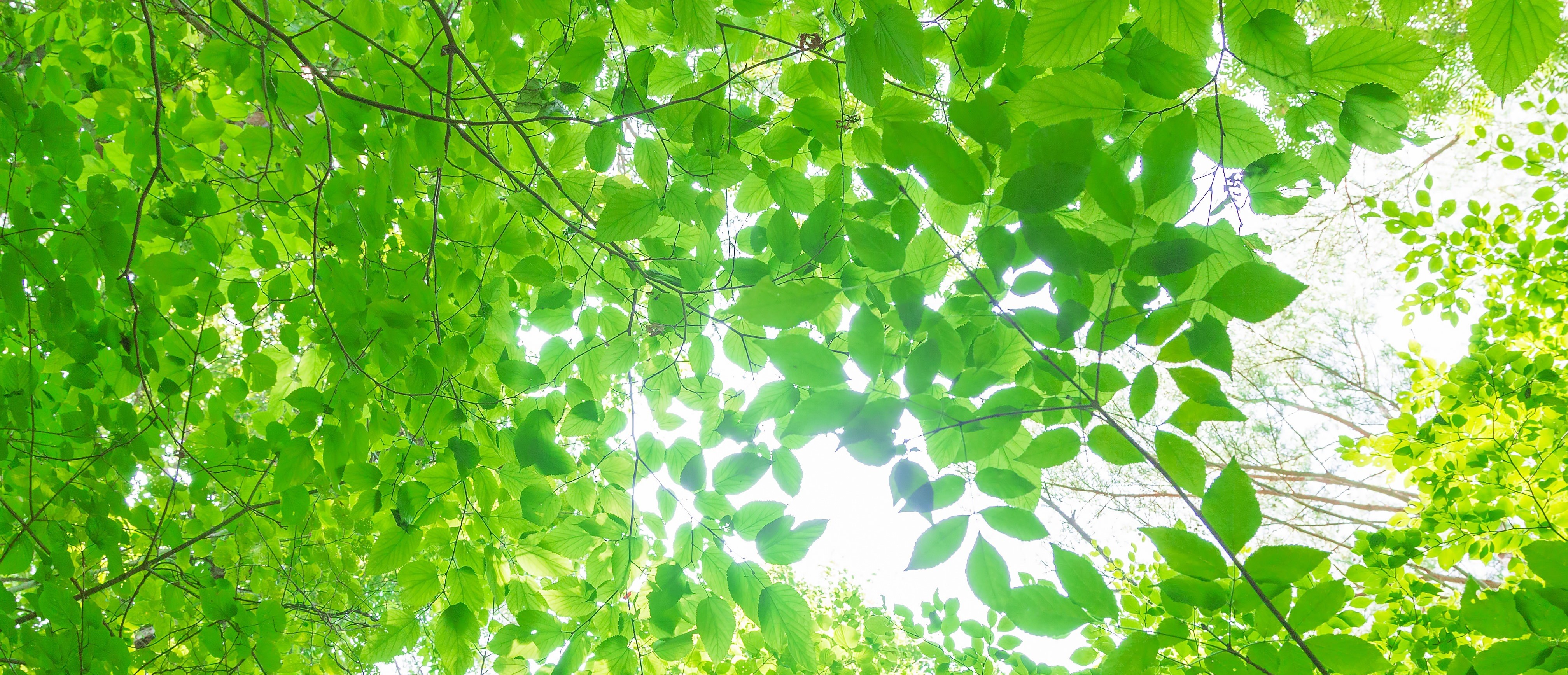 Office Canone - お問い合わせ -